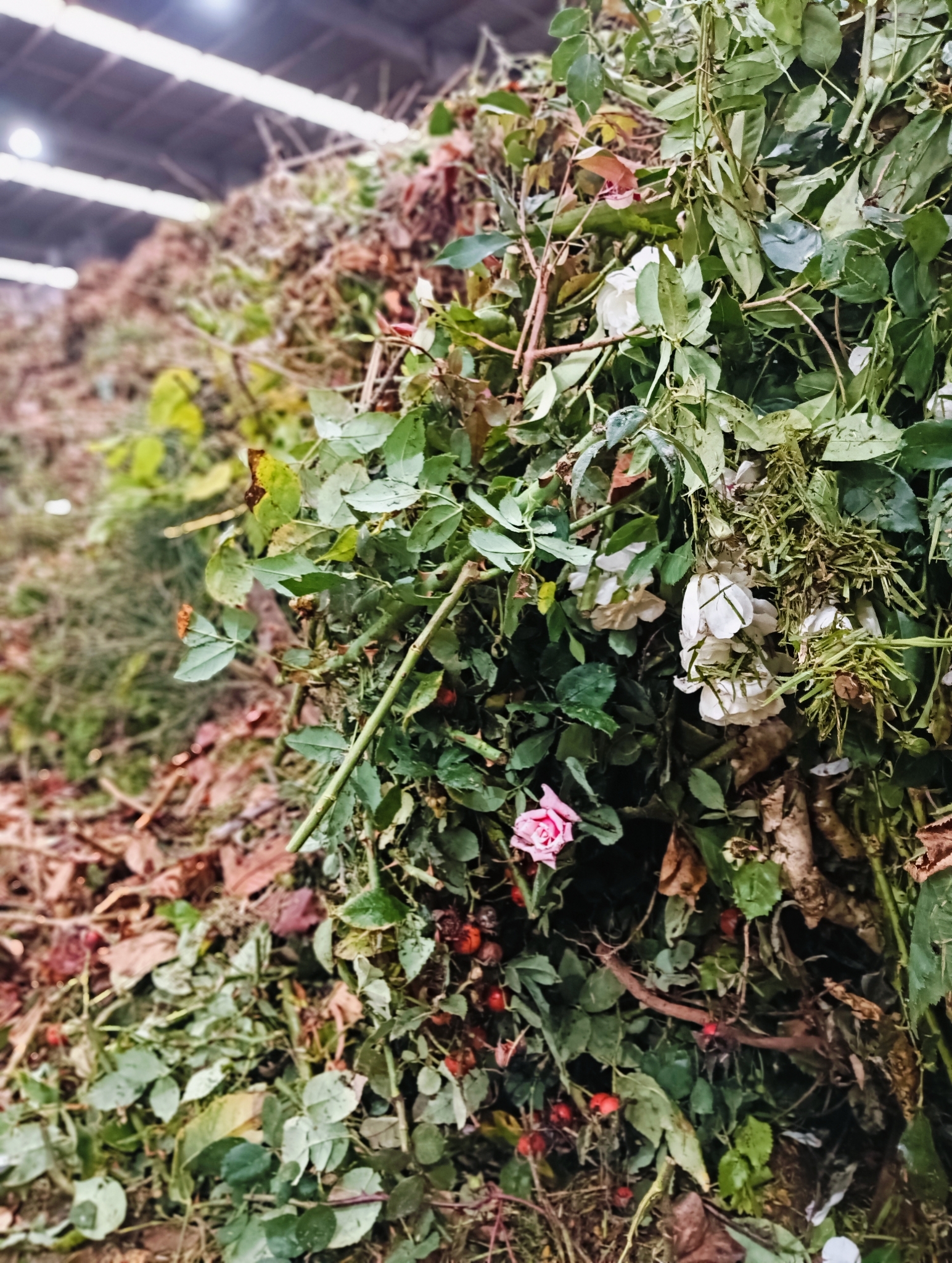 Organic Waste Transformation